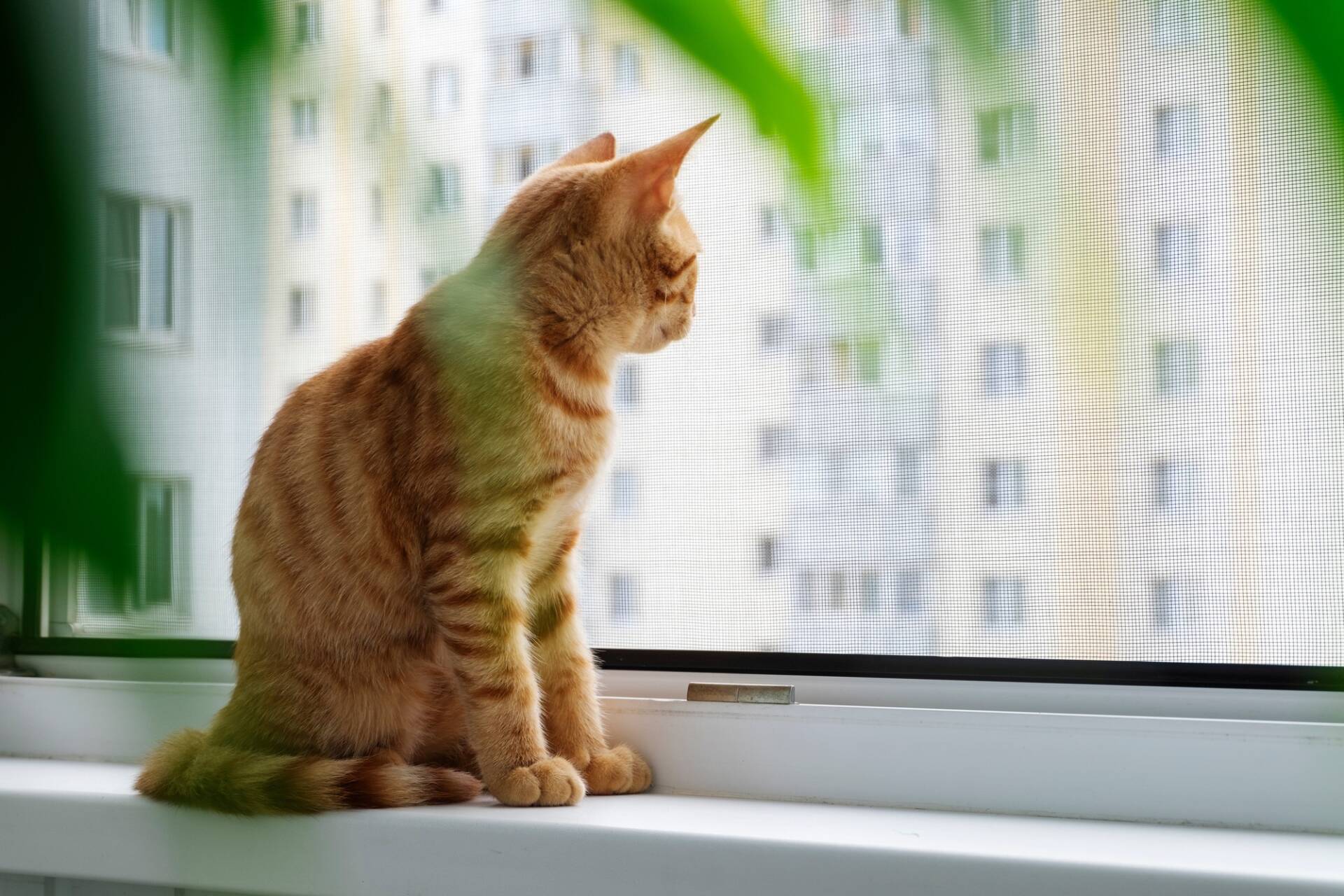 Un gatito atigrado pelirrojo se sienta en el alféizar de la ventana y mira a través de la mosquitera - Puertas y ventanas de pvc Termprotect